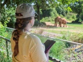An LR student studying elephants at the 北卡罗莱纳 Zoo