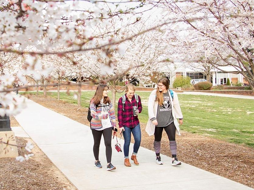Students walking under the cherry blossoms